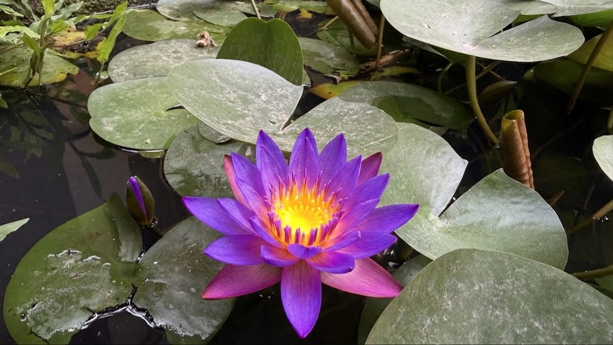 Is Blue Lotus Good for Skin? What the Research Actually Says